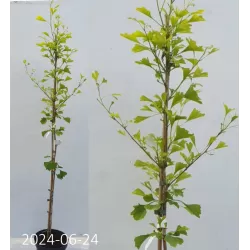 Dviskiaučių ginkmedžių sodinukai su pristatymu į namus