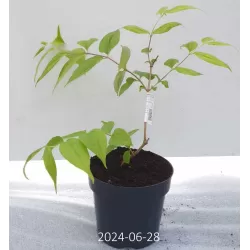 Rudeninė alyva - Heptacodium miconioides
