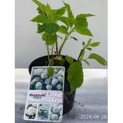 Užsisakyk augalus pavasariui jau dabar