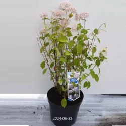 Šviesioji hortenzija - Hydrangea arborescens Candybelle® BUBBLEGUM