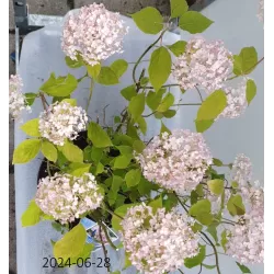 Šviesioji hortenzija - Hydrangea arborescens Candybelle® BUBBLEGUM