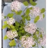 Šviesioji hortenzija - Hydrangea arborescens Candybelle® BUBBLEGUM