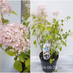 Šviesioji hortenzija - Hydrangea arborescens Candybelle® BUBBLEGUM