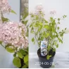 Šviesioji hortenzija - Hydrangea arborescens Candybelle® BUBBLEGUM
