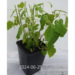 Užsisakyk augalus pavasariui jau dabar