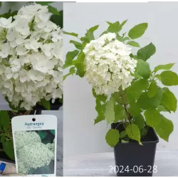 Užsisakyk augalus pavasariui jau dabar