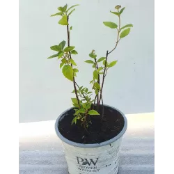 Šviesioji hortenzija - Hydrangea arborescens PINK PERCUSSION (PINK PINCUSHION)®