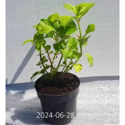 Hydrangea macrophylla RED BARON