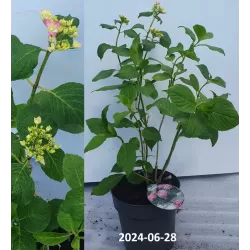 Hydrangea macrophylla You&Me® EXPRESSION