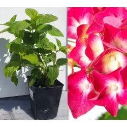 Darželinė hortenzija - Hydrangea macrophylla FREUDENSTEIN