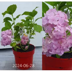 Hydrangea macrophylla BOUQUET ROSE