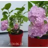 Darželinė hortenzija - Hydrangea macrophylla BOUQUET ROSE