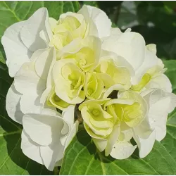 Darželinė hortenzija - Hydrangea macrophylla FOREVER & EVER® WHITE