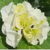 Darželinė hortenzija - Hydrangea macrophylla FOREVER & EVER® WHITE