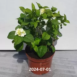 Darželinė hortenzija - Hydrangea macrophylla FOREVER & EVER® WHITE