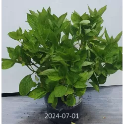 Hydrangea macrophylla TELLER WHITE