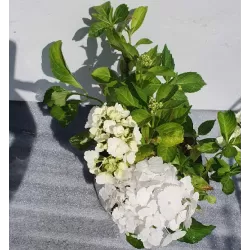 Darželinė hortenzija - Hydrangea macrophylla MADAME E. MOUILLERE