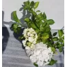 Darželinė hortenzija - Hydrangea macrophylla MADAME E. MOUILLERE