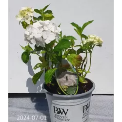 Hydrangea macrophylla MADAME E. MOUILLERE