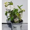Darželinė hortenzija - Hydrangea macrophylla MADAME E. MOUILLERE