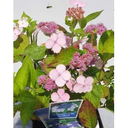 Krūminė hortenzija - Hydrangea serrata BLUEBIRD ®