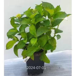 Hydrangea macrophylla EVERBLOOM PINK WONDER