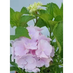 Darželinė hortenzija - Hydrangea macrophylla EVERBLOOM BLUE WONDER