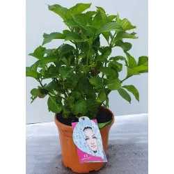 Darželinė hortenzija - Hydrangea macrophylla EVERBLOOM BLUE WONDER