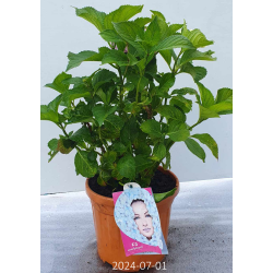 Darželinė hortenzija - Hydrangea macrophylla EVERBLOOM BLUE WONDER