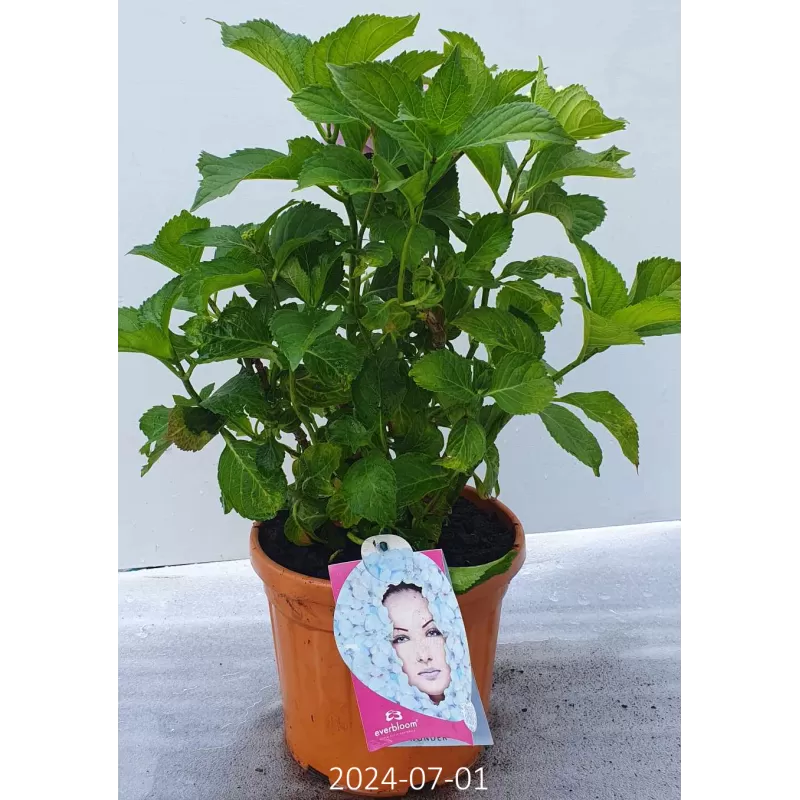 Hydrangea macrophylla EVERBLOOM BLUE WONDER