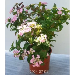 Krūminė hortenzija - Hydrangea serrata ACUMINATA (INTERMEDIA)
