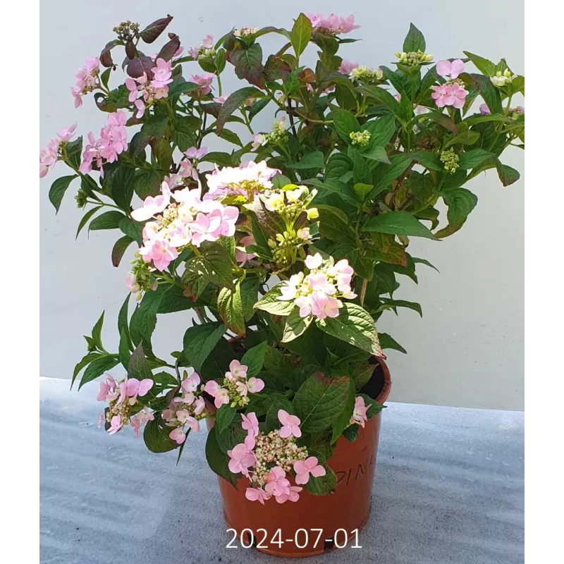 Krūminė hortenzija - Hydrangea serrata ACUMINATA (INTERMEDIA)