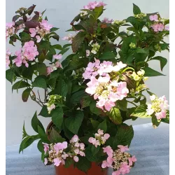 Krūminė hortenzija - Hydrangea serrata ACUMINATA (INTERMEDIA)