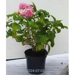 Darželinė hortenzija - Hydrangea macrophylla FOREVER & EVER® PINK