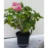 Darželinė hortenzija - Hydrangea macrophylla FOREVER & EVER® PINK