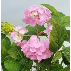 Darželinė hortenzija - Hydrangea macrophylla FOREVER & EVER® PINK