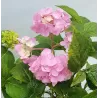 Darželinė hortenzija - Hydrangea macrophylla FOREVER & EVER® PINK