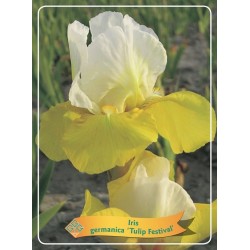 Iris germanica Tulip Festival P11 (užsakius iš rudens 8 vnt. + 2 vnt. dovanų)  geltona/balta