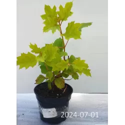 Hortenzija ąžuolialapė - Hydrangea quercifolia BLACK PORCH