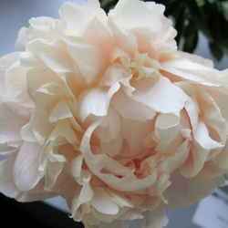 Bijūnas - Paeonia hybrid SUMMER GLOW