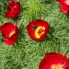 Bijūnas - Paeonia tenuifolia