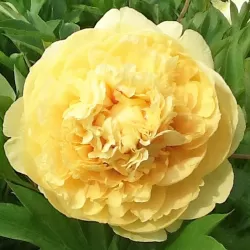 Paeonia itoh SONOMA YE DO