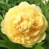 Paeonia itoh SONOMA YE DO