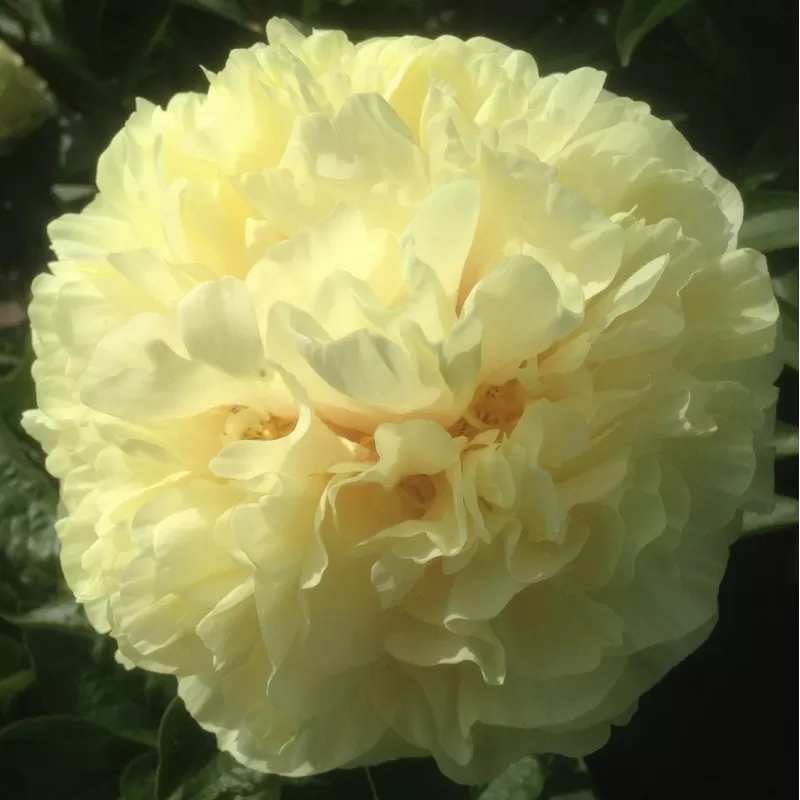 Paeonia hybrid SUNNY BOY