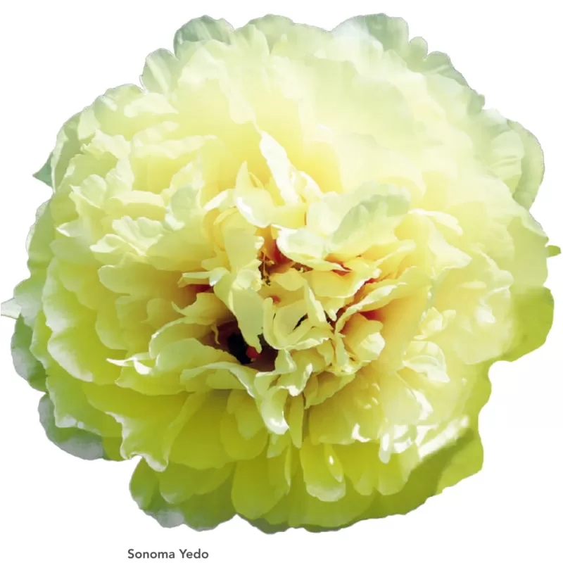 Bijūnas - Paeonia itoh SONOMA YEDO