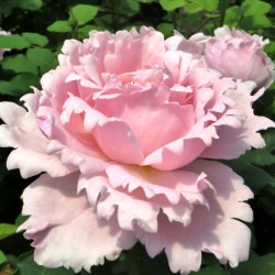 Rožė - Rosa SOPHIE ROCHAS