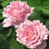 Rosa SOPHIE ROCHAS