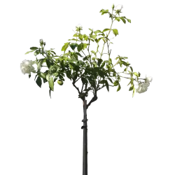 Rožė - Rosa SCHNEEWITTCHEN (Iceberg) ®