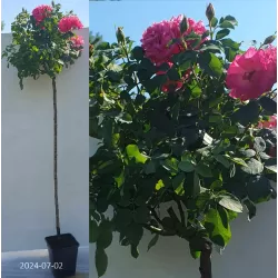 Rosa MELROSE Classic