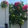 Rožė - Rosa MELROSE Classic ®